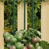 vidaXL Garden Plant Stakes 30 pcs Green 60 cm Steel