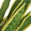 vidaXL Artificial Sansevieria Plant with Pot 65 cm Green