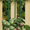 vidaXL Garden Plant Stakes 30 pcs Green 180 cm Steel