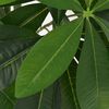 vidaXL Artificial Fortune Tree Plant with Pot 85 cm Green
